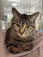 キジトラ模様のメス猫オカメの写真