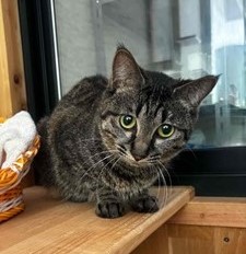 キジトラ模様のメス猫カタピーの写真