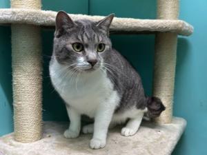 グレートラ白模様のオス猫三治郎の写真