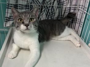 グレートラ白模様のオス猫三治郎の写真