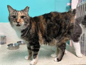 三毛模様のメス猫みやこの写真