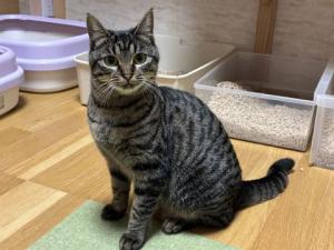 キジトラ模様のメス猫まなこの写真