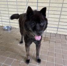 雑種、オス、黒茶色、中型の犬、名前「ボル」の写真