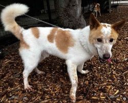 雑種、オス、白茶色、中型の犬、名前「テンテン」の写真