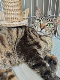 成田市押畑で保護されたキジトラメス耳カットありの猫の写真