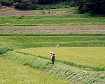 傾斜地水田での草刈り作業（鋸南町）／（クリックすると写真が拡大します）