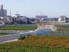 白浜の花畑と農道