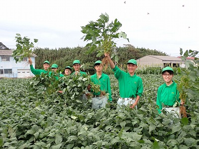 安房一豆枝豆収穫中