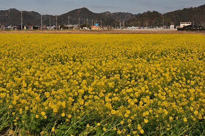 南房総冬景色