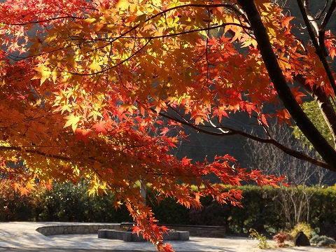 グラデーションが美しい紅葉