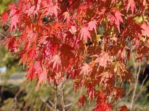 紅葉したモミジ