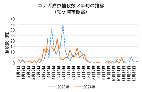 コナガ成虫捕殺数の半旬ごとの推移