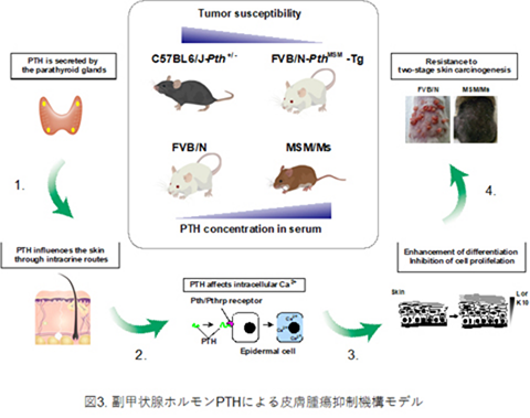 副甲状腺ホルモンPTHによる皮膚腫瘍抑制機構モデル