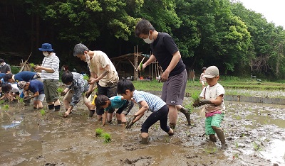 豊かな自然の中での保育活動（田んぼの体験）の画像