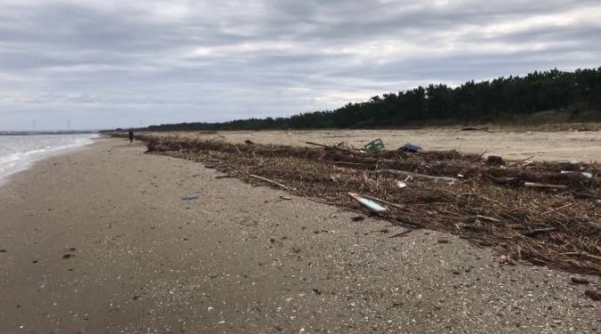 海岸に漂着した流竹木