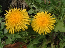 タンポポの写真