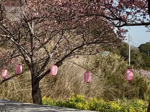 南房総市抱湖園の桜の写真