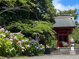 日運寺と紫陽花の写真