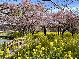 鋸南町堤ヶ谷堰の桜の写真