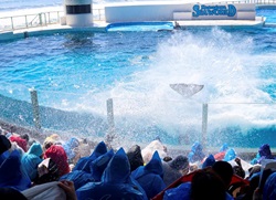 鴨川シーワールドのシャチが尾びれを力強く打ち付け、大量の海水を降らせている写真