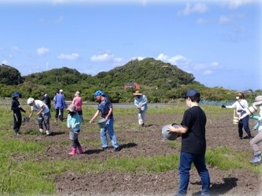 コスモスの種まきをしている写真