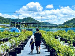 鋸南ベースキャンプブルーベリー農園の写真