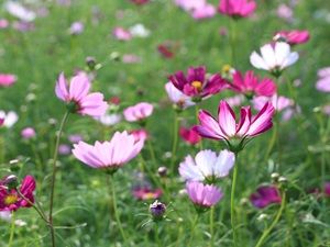 コスモスの写真