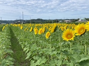 江田のひまわりの写真