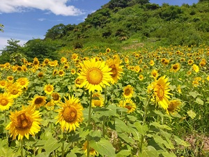 江見花笠山のひまわりの写真