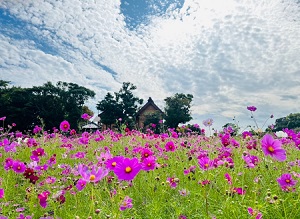 高徳寺付近のコスモスの写真