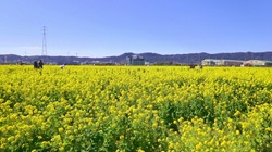 菜の花畑の写真