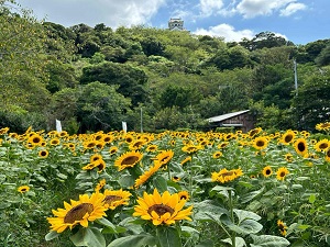 城山公園のひまわりの写真