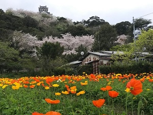 城山公園のポピーの花の写真