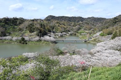 佐久間ダム公園の桜の写真