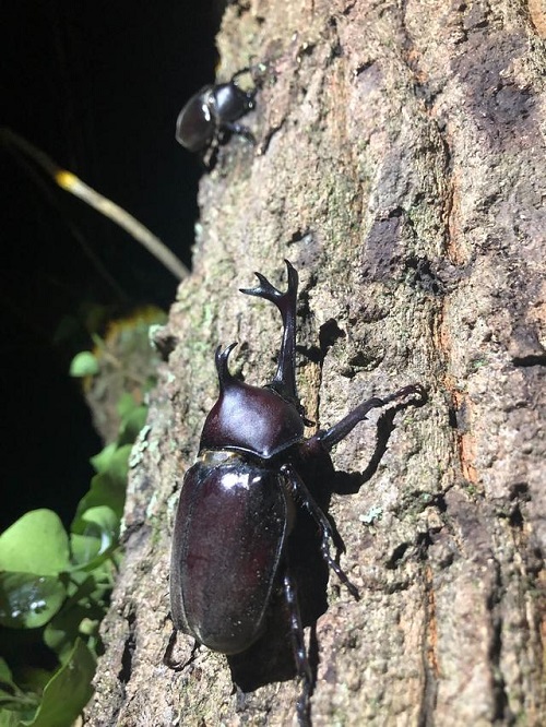 カブトムシの写真