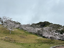 運動公園の桜の写真