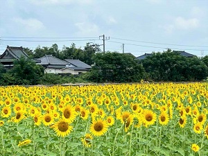 館野のひまわりの写真