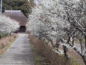 旧小形家住宅と梅の写真