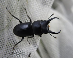 クワガタムシの写真