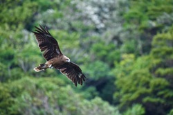 空を飛ぶ鳥の写真