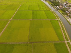 水田の画像