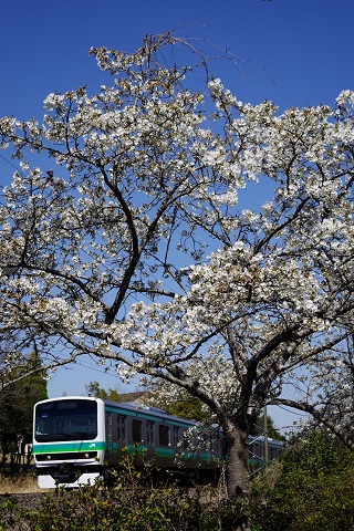 宮ノ森公園の桜とJR成田線の車両の写真
