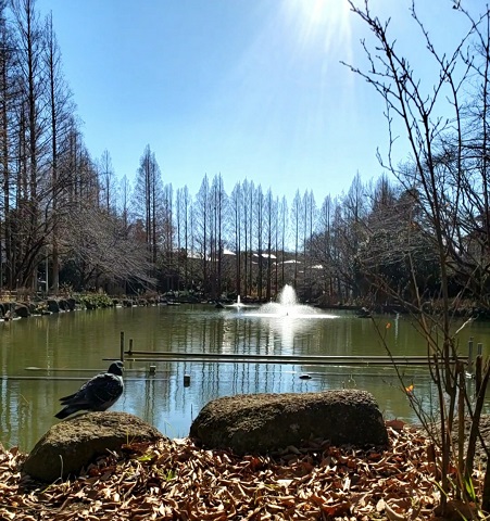 貝柄山公園の噴水を写した写真