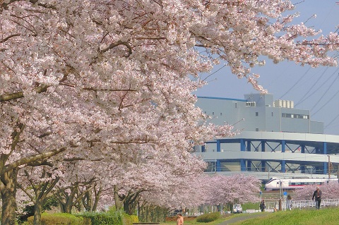 大堀川の桜とJRの車両を写した写真