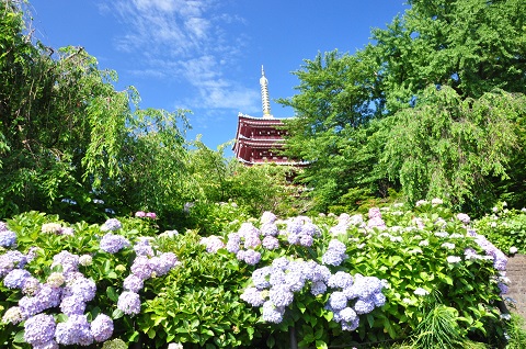 梅雨晴れの本土寺とアジサイの写真
