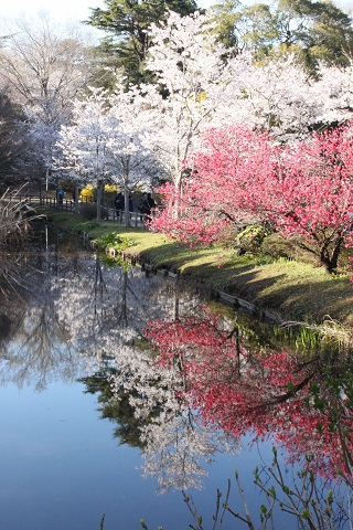 清水公園の桜の写真