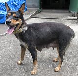 捕獲犬、鴨川市宮-awa260716
