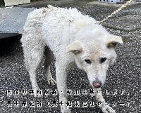 2025年12月23日に収容した犬の画像