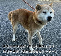 2024年12月24日に収容した犬の写真