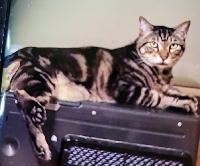 夷隅保健所飼い主募集猫.管理番号bc250723-2